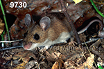 Peromyscus-leucopus